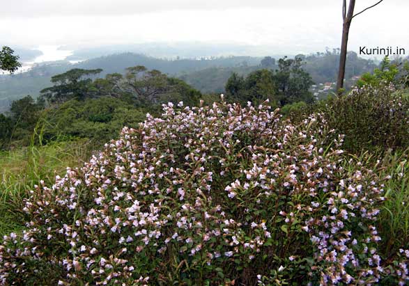 Kurinji in bloo