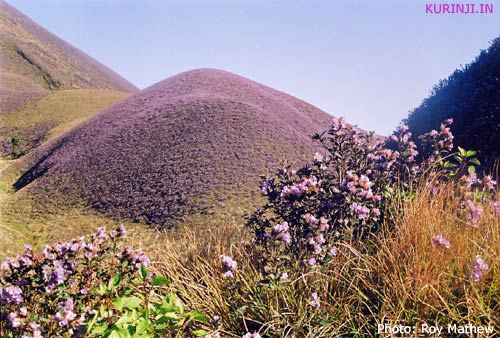 Kurinji flowers (Strobilanthes kunthiana)