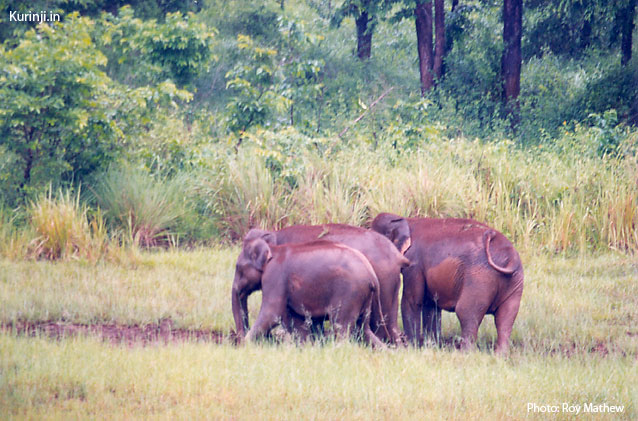 elephants