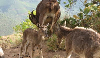 Nilgiri ibex