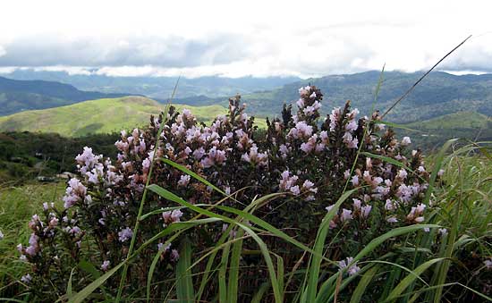 Neelakurinji in