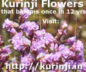 kurinji flowers