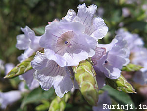 Kurinji flower