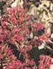Vernonia monosis