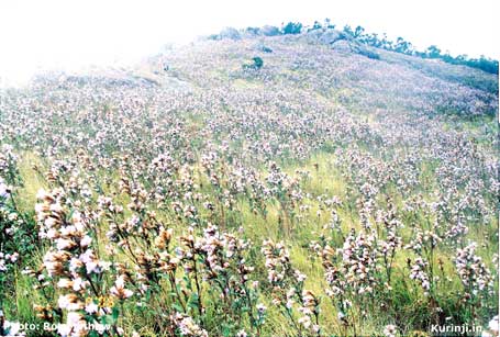 Kurinji in full bloom near Munnar