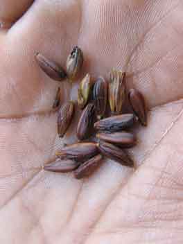 Kurinji seeds