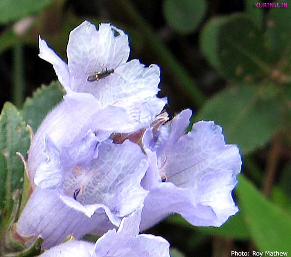 Kurinji flower - close-up
